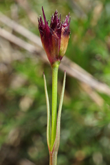 Dianthus pontederae