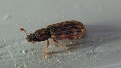 Bitoma insularis