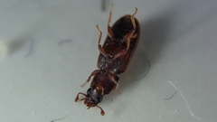 Bitoma insularis