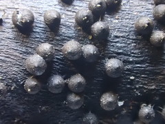 Rosellinia subsimilis