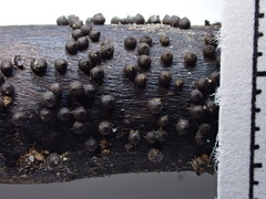 Rosellinia subsimilis