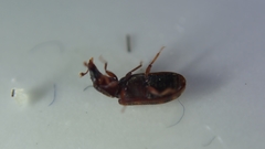 Bitoma insularis