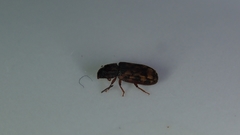 Bitoma insularis