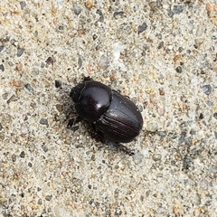 Euetheola