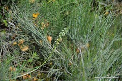 Ephedra fragilis fragilis