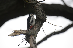 Dendrocopos major