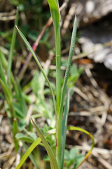 Dianthus pontederae
