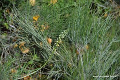 Ephedra fragilis fragilis