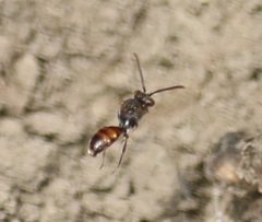 Nomada flavoguttata