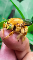 Neoxylocopa