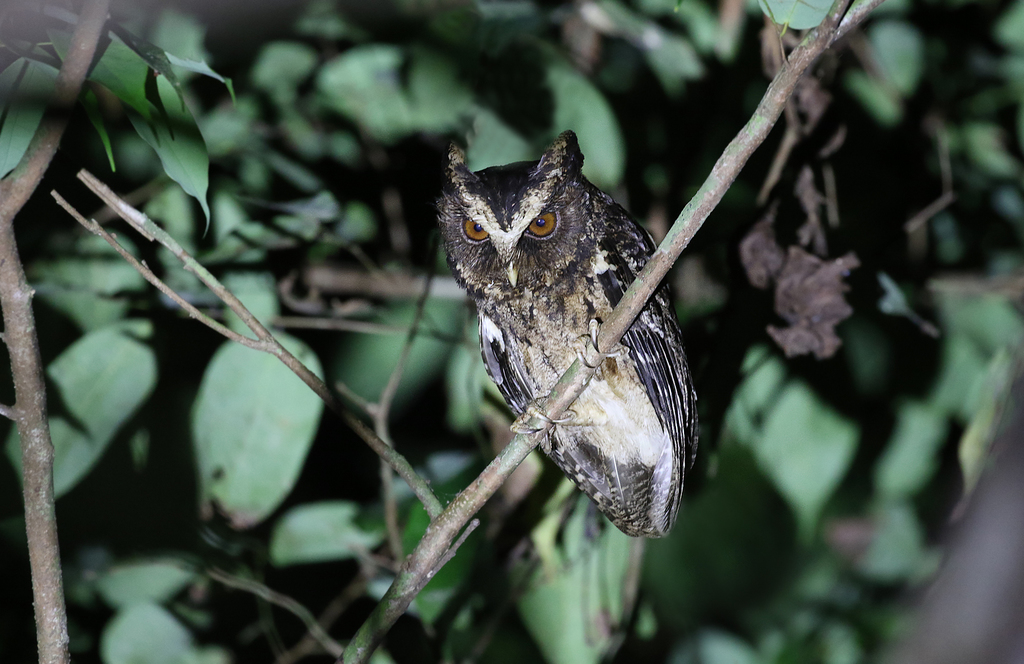 Palawan Scops-Owl photo