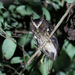 Palawan Scops-Owl - Photo (c) Brendan Ryan, some rights reserved (CC BY-NC-SA)