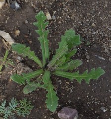 Leontodon longirostris