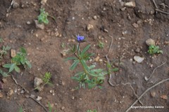 Asperula arvensis