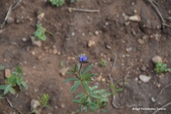Asperula arvensis