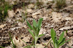 Ajuga laxmannii