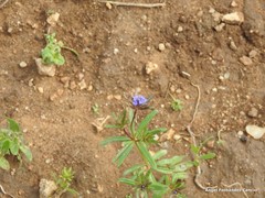 Asperula arvensis