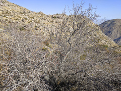 Pseudoziziphus parryi