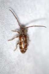 Eupogonius tomentosus