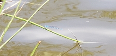 Argia nahuana