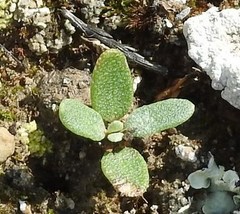 Helianthemum squamatum