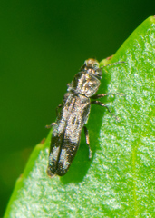 Agrilus lecontei
