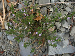 Satureja hortensis