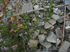 Satureja hortensis