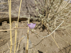 Sphaeralcea ambigua rosacea