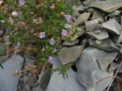 Satureja hortensis