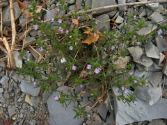 Satureja hortensis