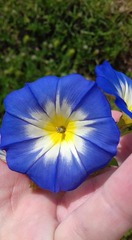 Convolvulus tricolor