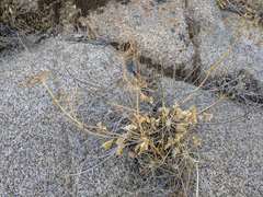 Tauschia arguta