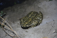 Bufotes perrini