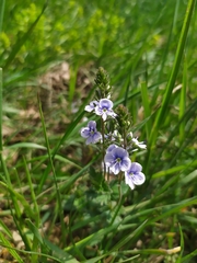 Veronica chamaedrys vindobonensis