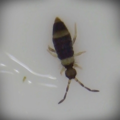 Entomobrya albocincta
