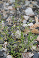 Satureja hortensis