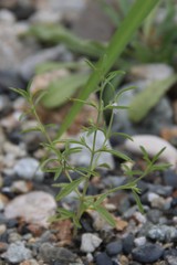Satureja hortensis