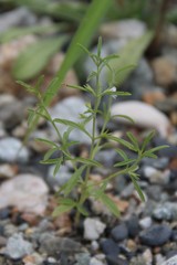 Satureja hortensis
