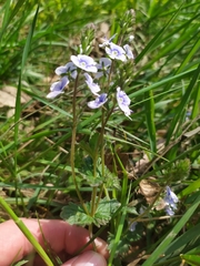 Veronica chamaedrys vindobonensis