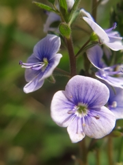 Veronica chamaedrys vindobonensis