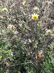 Berkheya erysithales
