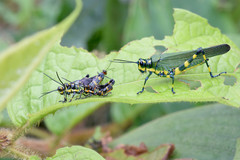 Chromacris psittacus