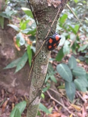 Brachystethus rubromaculatus