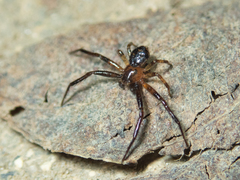 Pycnaxis