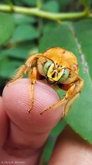 Neoxylocopa