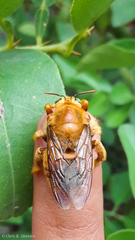 Neoxylocopa