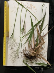 Dichanthelium scabriusculum