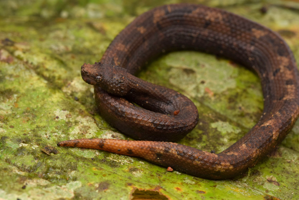 Northern Eyelash Boa