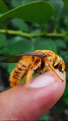Neoxylocopa